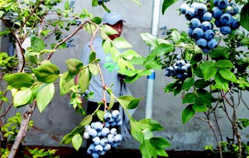 沈阳蓝莓大棚适宜的温度