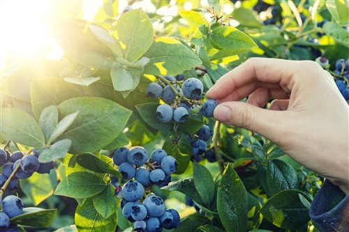 在沈阳蓝莓大棚种植怎么确定定植时间