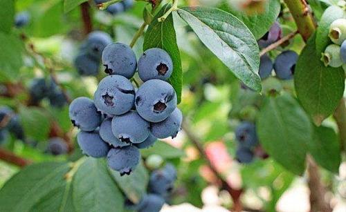 甘肃蓝莓大棚来说适合什么样的蓝莓