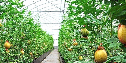 你知道甘肃蔬菜大棚的种植要点是什么吗？
